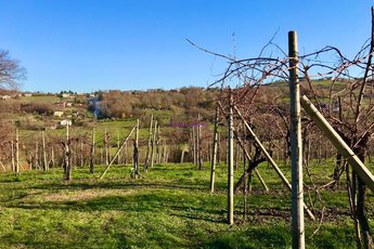 Rustico-casolare-cascina in vendita